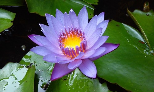洗肝散怎么购买-洗肝散的功效网- 洗肝散出处知识,分享洗肝散的功效与主治